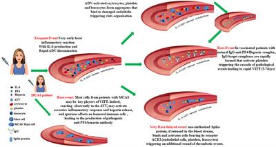 Frontiers | Pathogenic Mechanisms Of Vaccine-Induced Immune Thrombotic ...